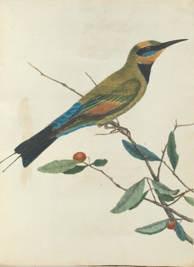 Mountain Bee Eater. Lewin, John. Birds of New South Wales with Their Natural History. Sydney: G. Howe by John William Lewin